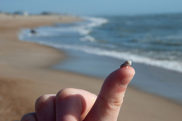 Tiny Shell Macro close up 2