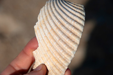 Seashell close up ripple