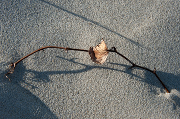 Sand beach twig branch Ocean
