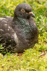 Domestic pigeon is a pigeon subspecies that was derived from the rock dove also called the rock pigeon. Columba livia domestica