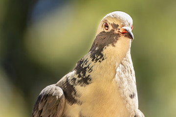 Domestic pigeon is a pigeon subspecies that was derived from the rock dove also called the rock pigeon. Columba livia domestica