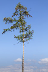 Lärche alleinstehend ragt in den Himmel empor