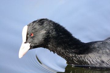 Close up portrait of a coot in the water