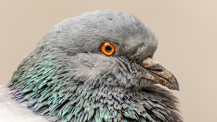 Domestic pigeon is a pigeon subspecies that was derived from the rock dove also called the rock pigeon. Columba livia domestica