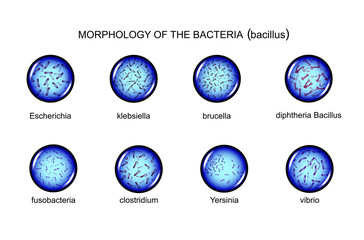 morphology of rod-shaped bacteria