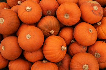 A pile of small orange pumpkins with stalks