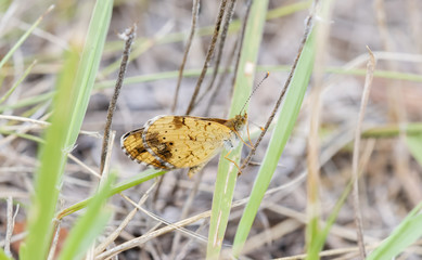 Pearl Crescent Butterfly (Phyciodes tharos) Perched on Thistle in Eastern Colorado