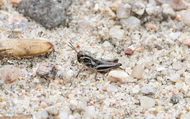 Red-legged Grasshopper 5th Instar (Melanoplus femurrubrum) Perched on Rocky Soil on the Eastern Plains of Colorado