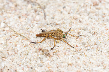 Robber Fly (Asilidae) Lying in Wait on Rocky Soil on the Eastern Plains of Colorado
