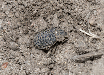 Hide Beetle (Omorgus) Camouflaged in Dirt in Eastern Colorado
