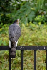 Cooper's hawk
