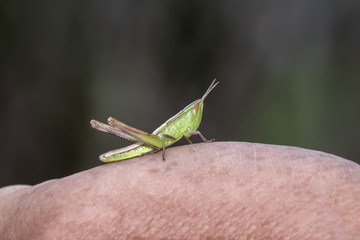 Macro of Female Handsome Grasshopper (Syrbula admirabilis) in Eastern Colorado in Late Summer