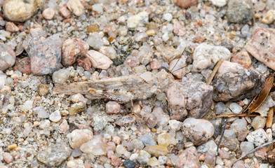 Toothed Dune Grasshopper (Trimerotropis agrestis) Camouflaged on Rocky Soil on the Eastern Plains of Colorado