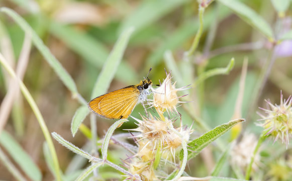 Least Skipper Butterfly (Ancyloxyphia numitor) Perched on Thistle in Eastern Colorado
