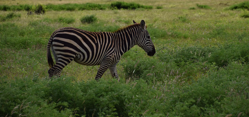 Free wild zebra on the savanna, Africa, Kenya