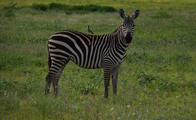 Fototapeta na wymiar Zebra with bird on back on the savanna , Africa, Kenya 