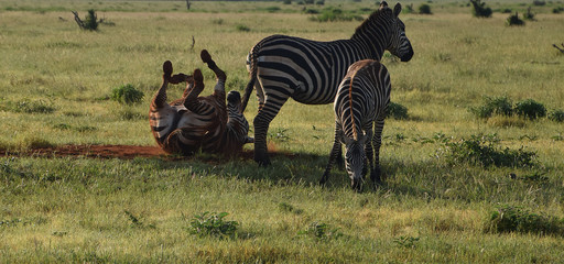 Funny animals, happy free zebras on savanna