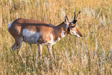 Pronghorn Antelope