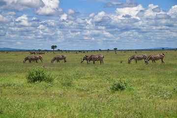 Landscape with wild Zebras on the savanna, Africa, Kenya
