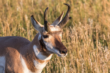 Pronghorn Antelope