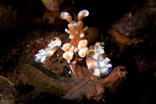 Harlequin Shrimp - Hymenocera picta -  a striking and beautiful shrimp which lives in pairs and feeds on live sea stars. Taken in Bali, Indonesia.