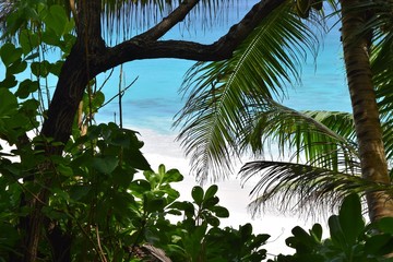 Fototapeta premium Anse Coco 2