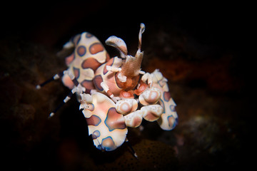 Harlequin Shrimp - Hymenocera picta -  a striking and beautiful shrimp which lives in pairs and...