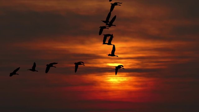 Flying flock of geese silhouetted against dramatic sunset sky, slow motion.

