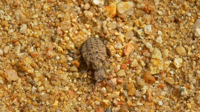 Antlion larva (Myrmeleon formicarius) detail