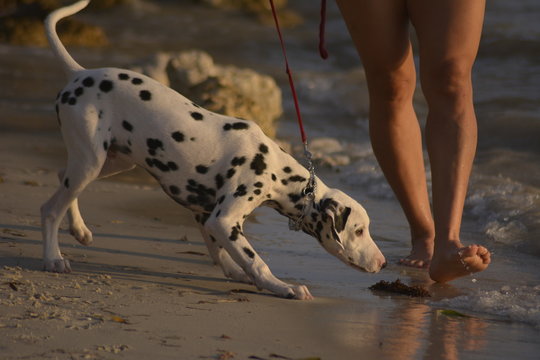 Perro Dalmata En La Playa