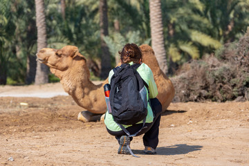Camels in the desert oasis.