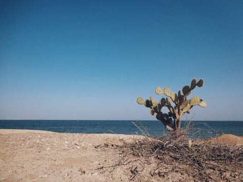 Peninsula de Macanao, Isla de Margarita, Venezuela.