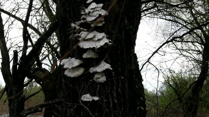 Fringed mushrooms-tinder (bracket fungus) on a tree trunk. North-east Baltic deciduous forest in the floodplain, damaged tree
