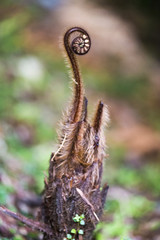 Koru (NZ Fern) Unfurling
