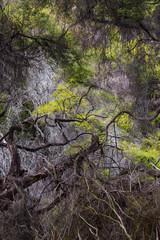 Obraz premium Extreme Forest Colours - white and yellow trees - Waiotapu, NZ