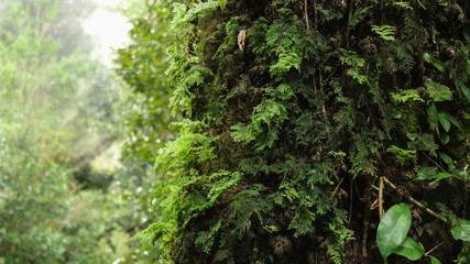 Vegetaci&oacute;n piedra mesa, lago ranco, Chile