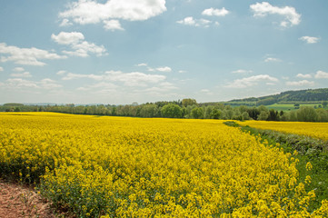 Obraz premium Yellow canola crops in a springtime field.