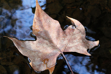otoño septiembre octubre noviembre