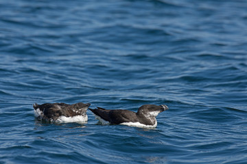 Petit pingouin mâle et son jeune de l'année