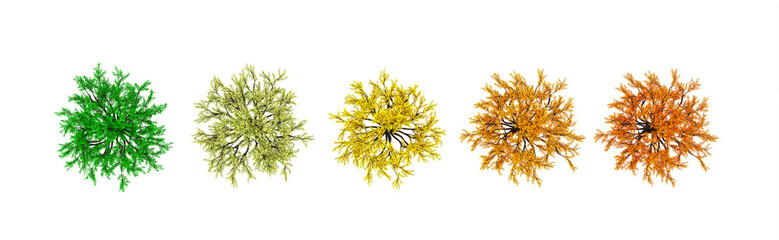 Autumnal element, orange isolated tree on a white background top view. 3d illustration, 3d rendering.
