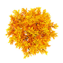 Autumnal element, orange isolated tree on a white background top view. 3d illustration, 3d rendering.