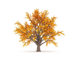 Autumnal element, orange isolated tree on a white background. 3d illustration, 3d rendering.