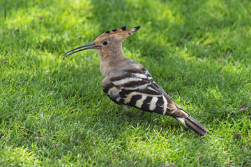 beautiful striking duchifat hoopoe bird posed on a shady lawn in a garden in arad israel