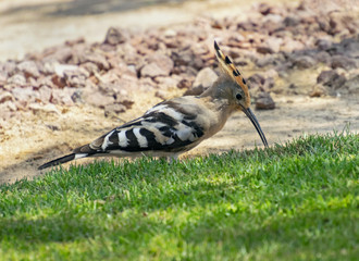 colorful duchifat hoopoe bird hunting and eating grubs and larvae on a shady lawn