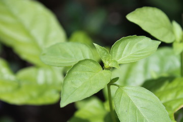 Fototapeta na wymiar fresh basil leaves use as background.