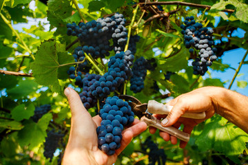 Harvesting in the vineyards. A man's hand with a pruner cuts a bunch of black wine grapes from the...