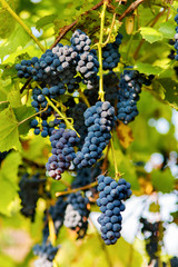 Bunches of black grapes hanging on a vine during the day sun