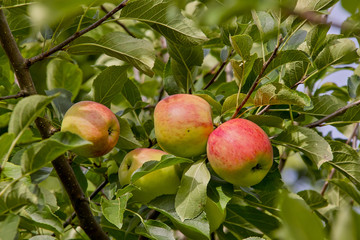 Frühapfel Piros,  Malus Piros, Tafelapfel, Bayern, Deutschland, Europa