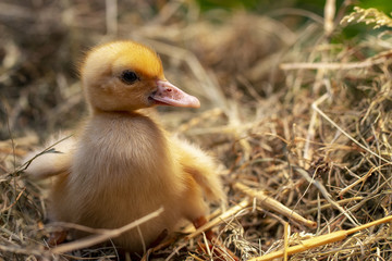 A small duck sits on a hay nest