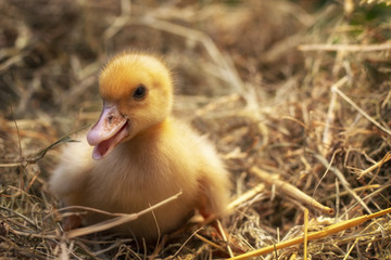 A small duck sits on a hay nest